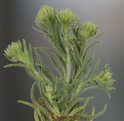 Aster hispidus — photo