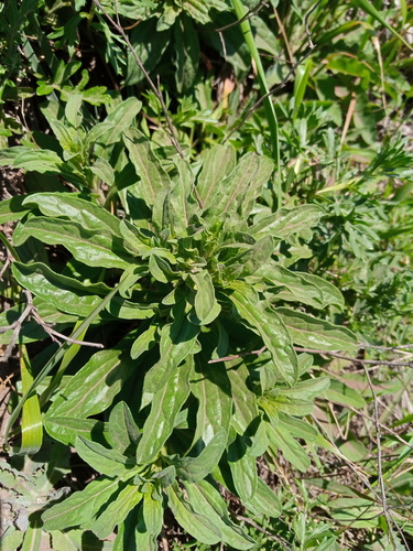 Aster hispidus