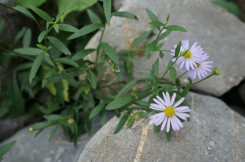Aster indicus (Indian aster) — photo