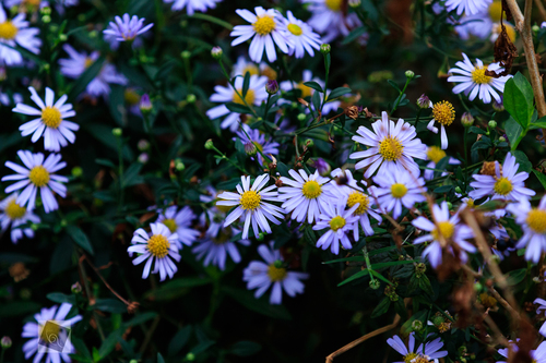 Aster indicus (Indian aster) — photo