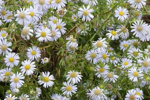Aster kantoensis — photo