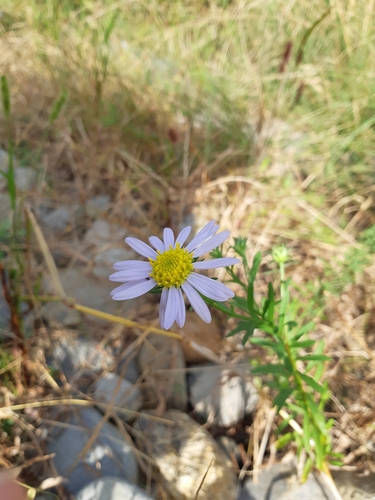 Aster kantoensis — photo