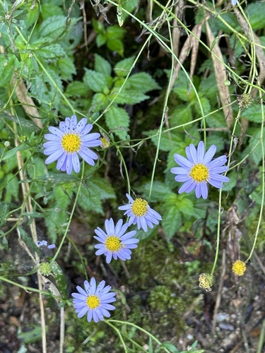 Aster koraiensis — photo
