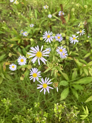 Aster koraiensis — photo