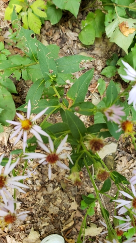 Aster macrophyllus (Large leafed aster) — photo