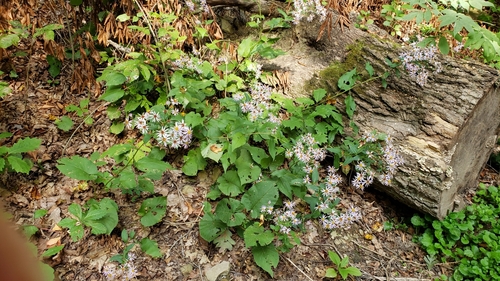 Aster macrophyllus (Large leafed aster) — photo