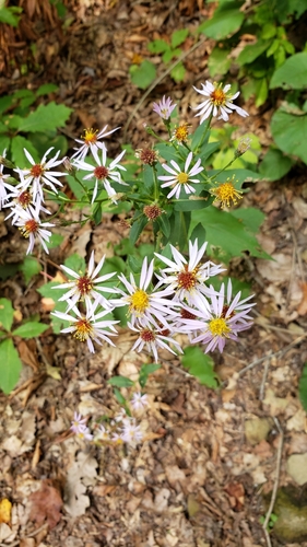 Aster macrophyllus