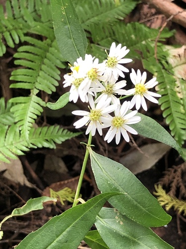 Aster pseudoglehnii — photo