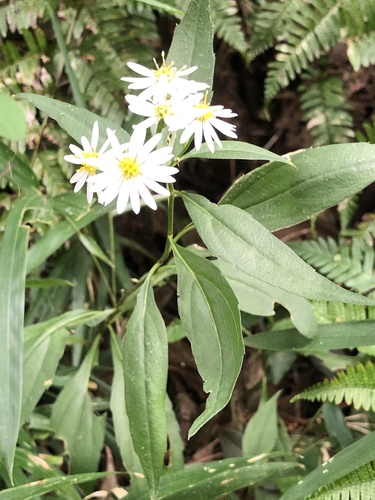 Aster pseudoglehnii — photo