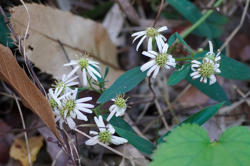 Aster pseudoglehnii