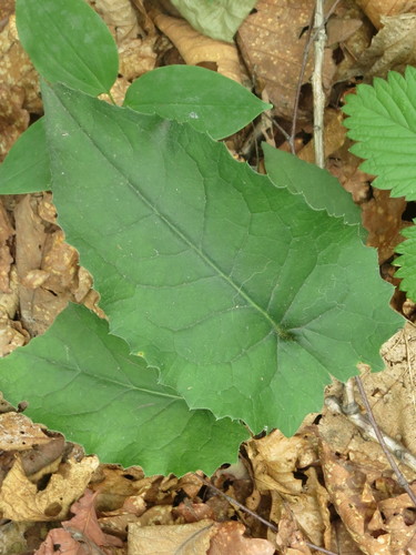 Aster scaber (Rough aster) — photo