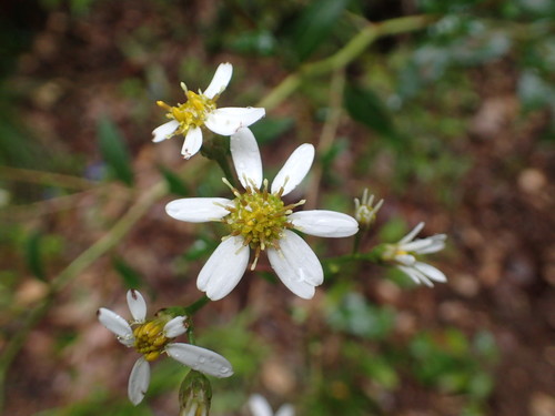 Aster scaber (Rough aster) — photo