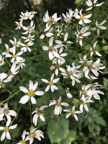 Aster scaber