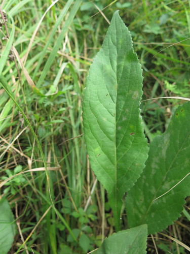 Aster tataricus (Tatarian aster) — photo