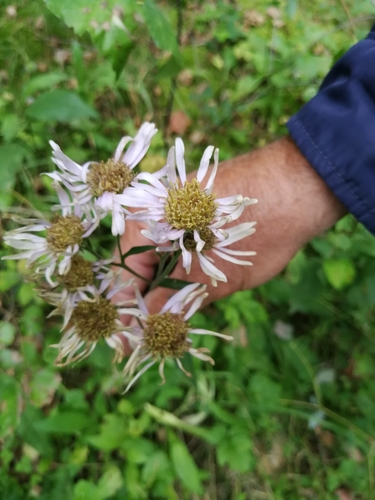 Aster tataricus (Tatarian aster) — photo