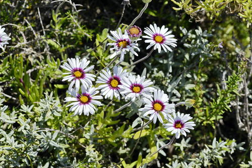 Aster thunbergii var. congesta — photo