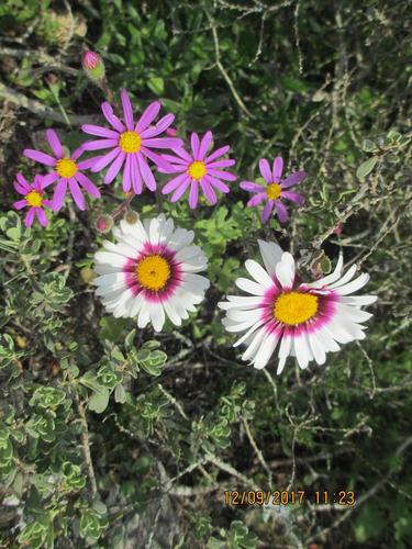 Aster thunbergii var. congesta — photo
