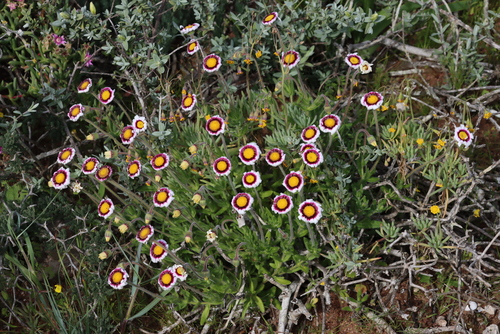 Aster thunbergii var. congesta