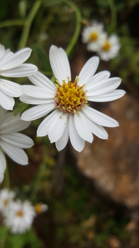 Aster trinervius (Purple aster) — photo