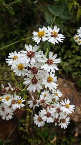 Aster trinervius (Purple aster) — photo