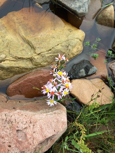 Aster tripolium (Sea Aster) — photo