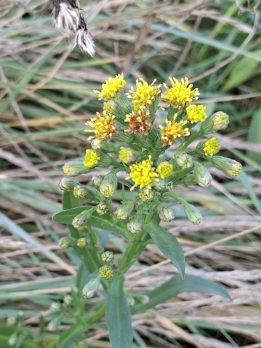 Aster tripolium (Sea Aster) — photo