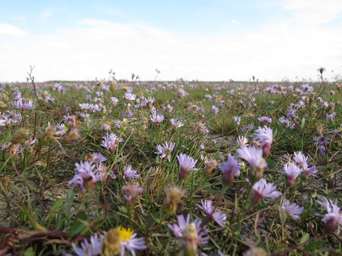 Aster tripolium