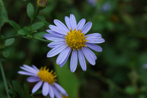 Aster yomena (Yomena) — photo