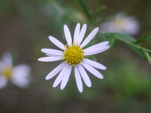 Aster yomena (Yomena) — photo