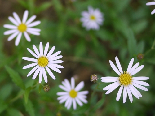 Aster yomena
