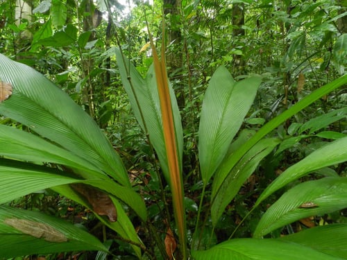 Asterogyne martiana
