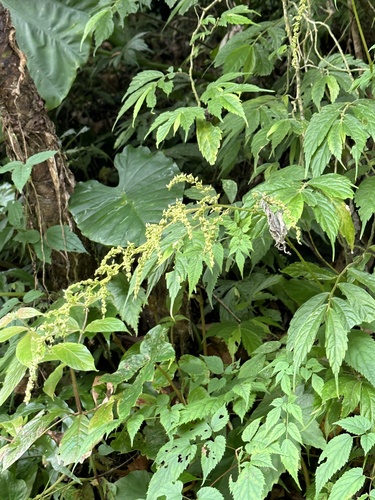 Astilbe chinensis (False Goat's Beard) — photo