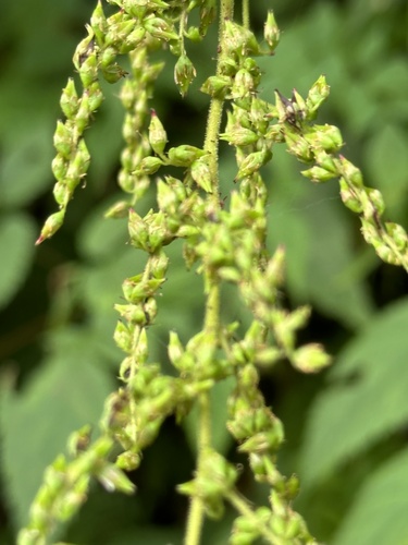 Astilbe chinensis (False Goat's Beard) — photo