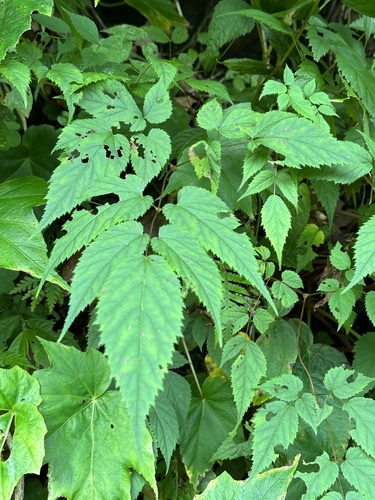 Astilbe chinensis