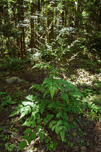 Astilbe longicarpa — photo