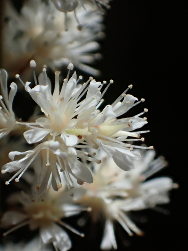 Astilbe longicarpa — photo