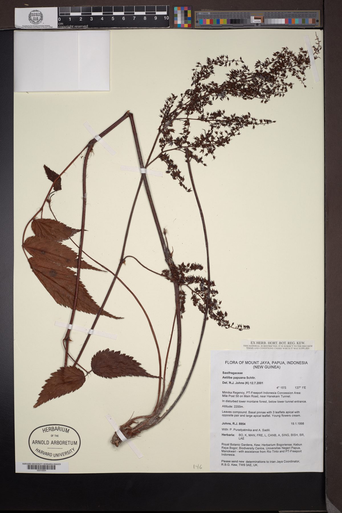 Astilbe papuana