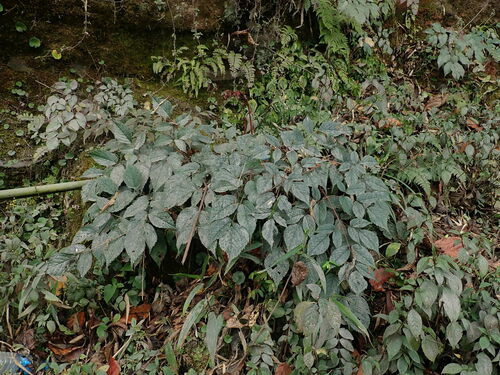 Astilbe rivularis (Pdhah) — photo