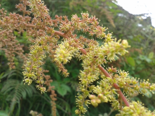 Astilbe rivularis