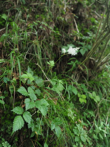 Astilbe thunbergii — photo