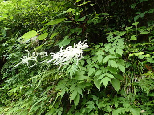 Astilbe thunbergii