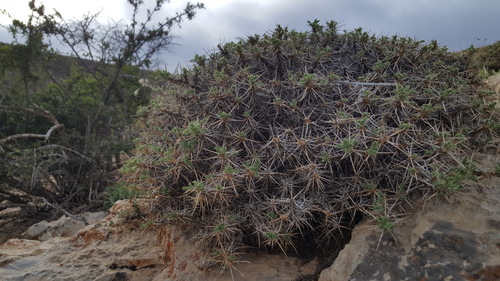 Astracantha caspica