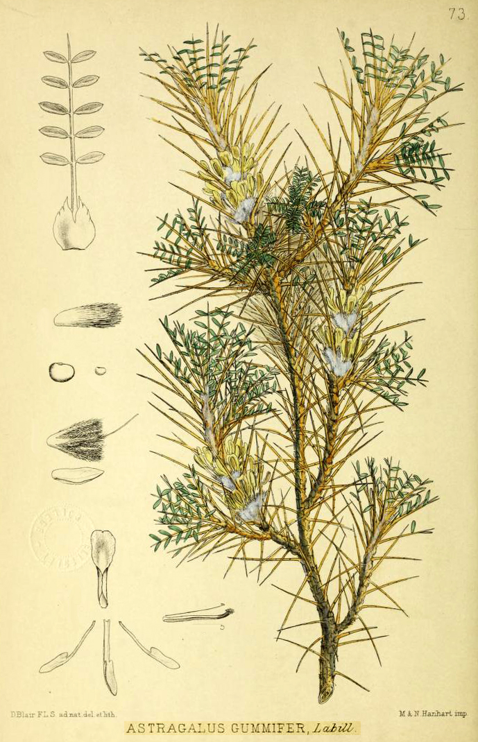 Astracantha gummifera (Tragacanth) — photo