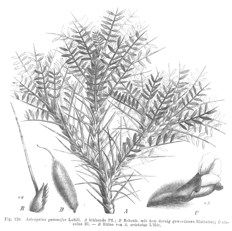 Astracantha gummifera