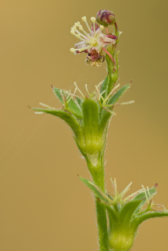 Astraea lobata — photo