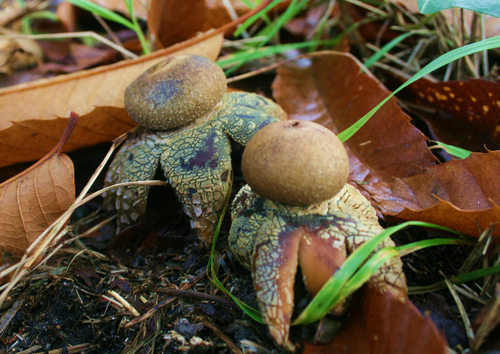 Astraeus hygrometricus (Hygrometric earthstar) — photo