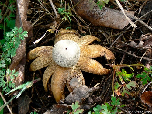 Astraeus hygrometricus (Hygrometric earthstar) — photo