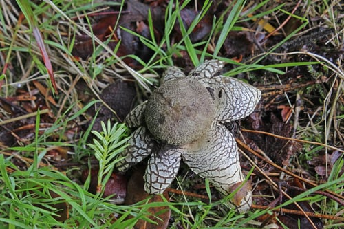 Astraeus hygrometricus