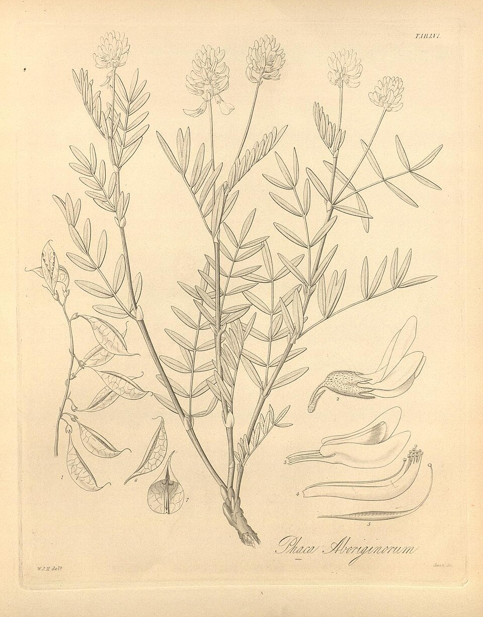Astragalus aboriginum (Indian milkvetch) — photo