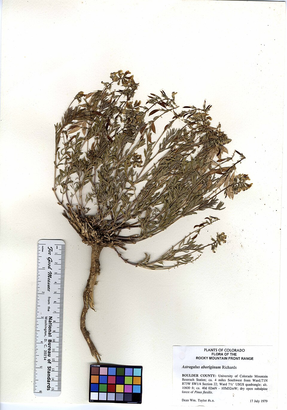 Astragalus aboriginum